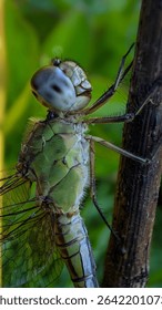 a dragonfly (Odonata), a carnivorous insect consisting of dragonflies (Anisoptera or Epiprocta) and damselflies (Zygoptera). Dragonflies generally have relatively large bodies and perch with their win