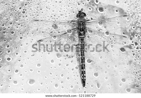 Dragonfly On Black White Old Paper Animals Wildlife Abstract