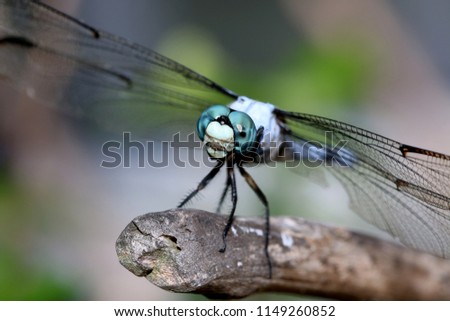 Close-up of a dragonfly sitting on a poppy seed capsule