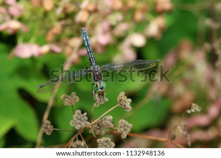 Similar – Close-up of a dragonfly sitting on a poppy seed capsule