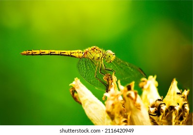 Dragonfly on a flower macro scene. Dragonfly on flower. Dragonfly macro view. Dragonfly