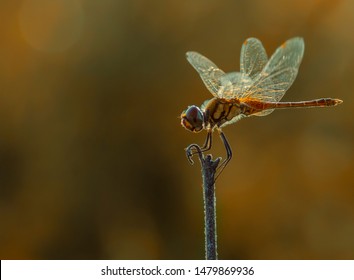 Dragonfly on the forest with yellow background