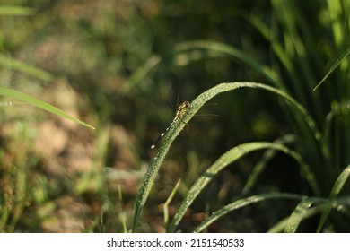 A Dragonfly On A Green Leaf Padi Field