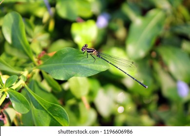 Dragonfly on Isolated background