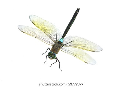 Dragonfly On An Isolated Background