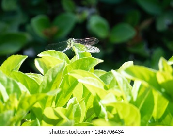dragonfly on the leaf