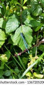 dragonfly on leaf