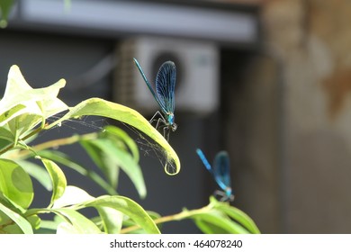 dragonfly on a leaf