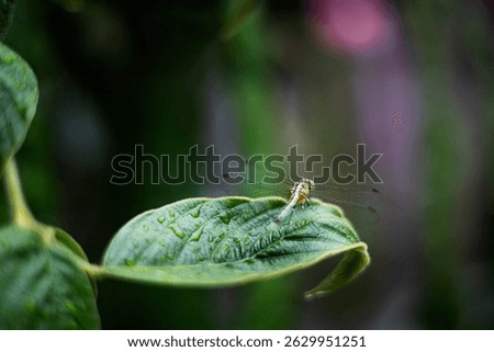 Dragonfly On A Leaf After Rain, Background for advertising and wallpaper in animal and nature scene
