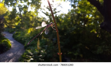 Dragonfly on a midsummer day
