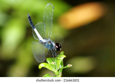 Dragonfly on nature