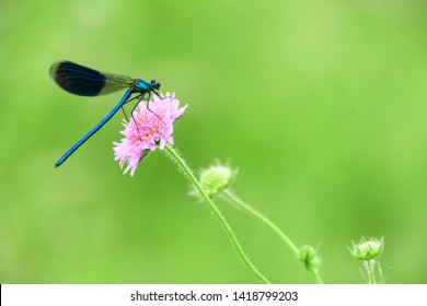 Dragonfly On A Pink Flower.