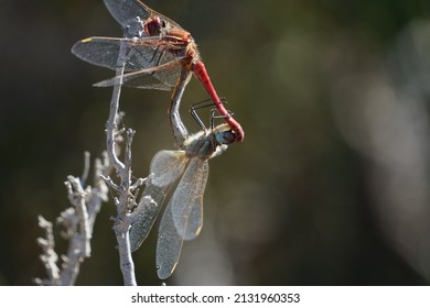 A Dragonfly On A Plant