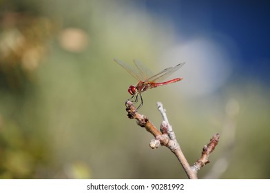 dragon-fly on stick