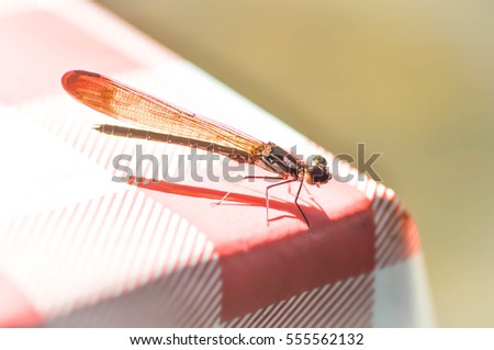 a dragonfly on the table