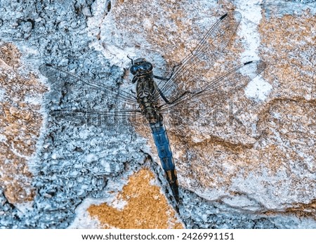 Dragonfly on textured, multicolored rock surface, detailed wings visible.