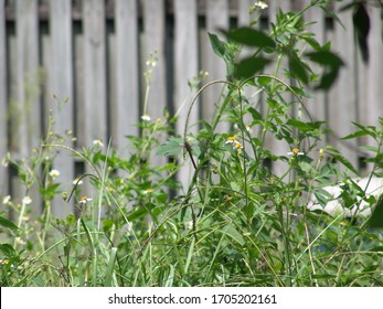 Dragonfly On Tip Of A Bahia Grass Plant