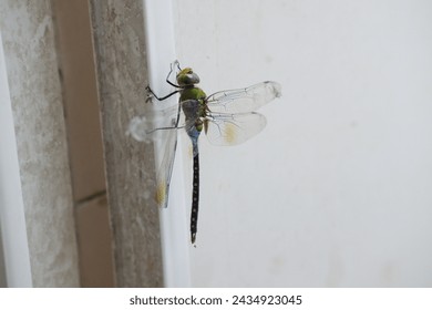 dragonfly on the wall, close up of a green dragonfly