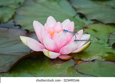 Dragonfly On Water Lily