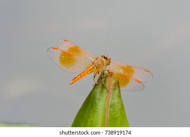 Dragonfly On The Water Lily