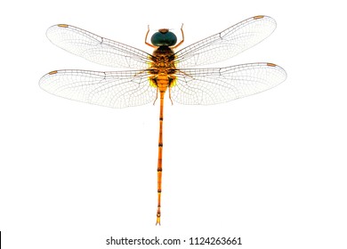 72,522 Dragonfly White Background Images, Stock Photos & Vectors ...