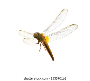 Dragonfly on a white background