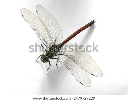 Dragonfly on the white paper for wallpaper 