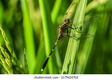 Dragonfly (Onychogomphus Forcipatus) Belongs To The Phylum Arthropoda, Class Insecta, Order Odonata. Dragonfly Habitat In Water Areas. Dragonflies Breed In Water Or On Plant Stems.