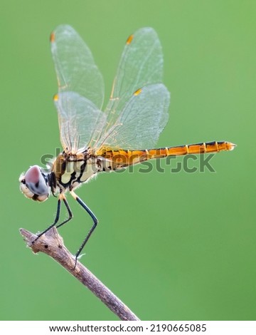 a dragonfly with orange tail sits on a stick with green background