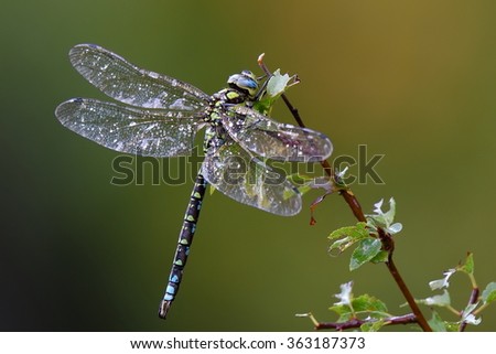 dragonfly outdoor on wet morning
