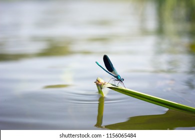 Dragonfly Over Water, Wildlife Fauna