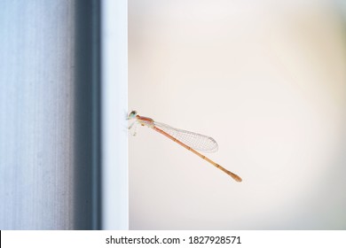 Dragonfly Perch Aluminum Window Sill