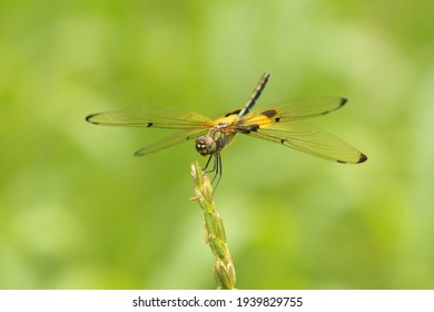 the dragonfly perched on the grass
