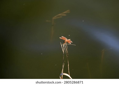 a dragonfly perched on a grass stem