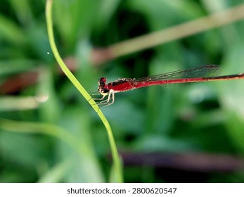 Dragonfly perched on a leaf from a close distance. displays the detail and focus of the dragonfly's face