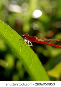 Dragonfly perched on a leaf from a close distance. displays the detail and focus of the dragonfly's face