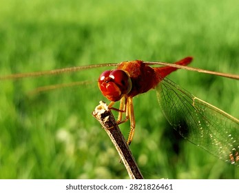 Dragonfly perched on a leaf from a close distance. displays the detail and focus of the dragonfly's face