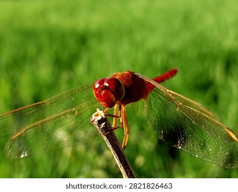 Dragonfly perched on a leaf from a close distance. displays the detail and focus of the dragonfly's face