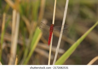 Dragonfly perched on a leaf. Dragonfly in nature. Dragonfly in natural habitat. Beautiful natural landscape with dragonflies.