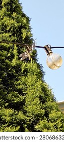 Dragonfly Perched on Outdoor String Light Against Evergreen Tree and Blue Summer Sky
