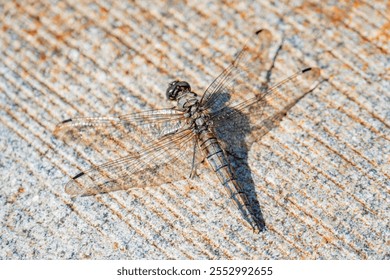 A dragonfly is perched on a textured wooden surface, with dark brownblack body and open translucent wings It faces left, boasting large eyes for good vision The background is neutral-toned, hintin - Powered by Shutterstock