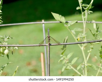 A Dragonfly Perched On A Tomato Cage