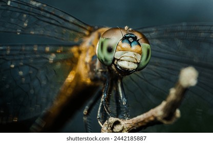 Dragonfly perched on a tree branch, dry wood and nature background, Selective focus, insect macro, Colorful insect in Thailand. - Powered by Shutterstock