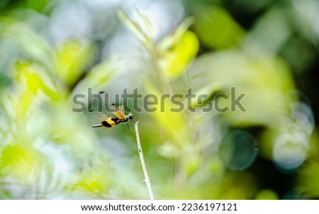 Similar – Image, Stock Photo The fly that wanted to be a bee