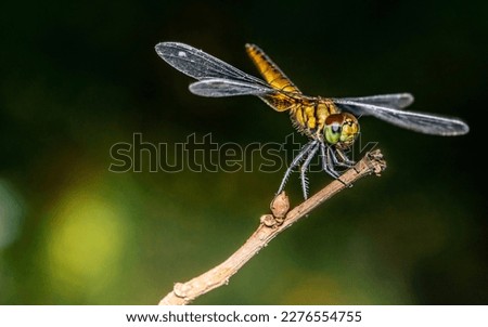 A dragonfly perched on a tree branch and nature background, Selective focus, insect macro, Colorful insect in Thailand.