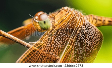 Similar – Image, Stock Photo turmoil Fly Blowfly