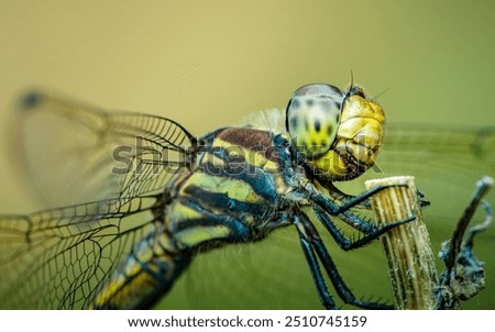 Similar – Image, Stock Photo turmoil Fly Blowfly
