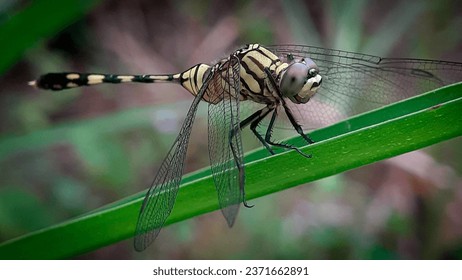 a dragonfly perched wild
