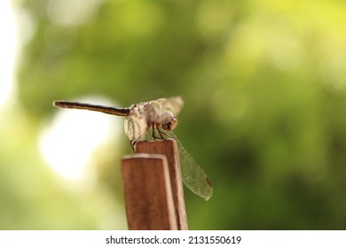 Dragonfly Perched On Wooden Spike With Green Background.