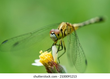 A dragonfly is perched on a yellow flower.